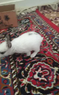 فروش توله خرگوش
