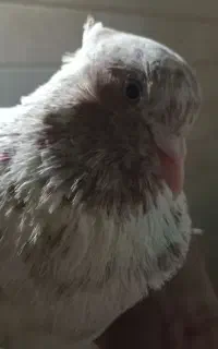 کبوتر ماهرو گم شده