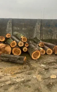برش درخت و چوب
