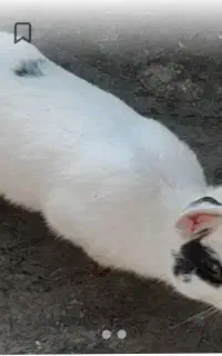 خرگوش بزرگ