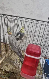 عروس هلندی