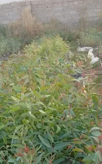 اکالیپتوس ( بید) لیکک