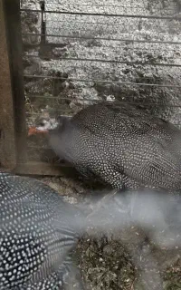 یکجفت مرغ روسی تخم گزار نر وماده