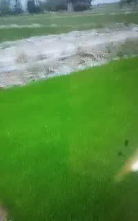 بذر شالی ندا اصلاح شده ۹۰
