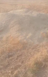کاه جو درجه یک نرم دونه دار