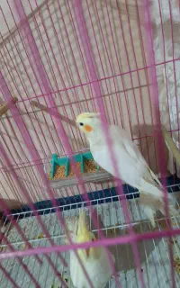عروس هلندی