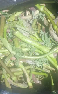 نری بیرحل تازه وشرین وتجیک کیلو۵۰