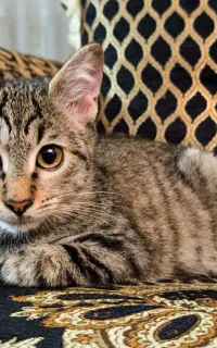 واگذاری بچه گربه ببری