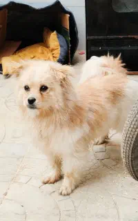 سگ پامر خونگی