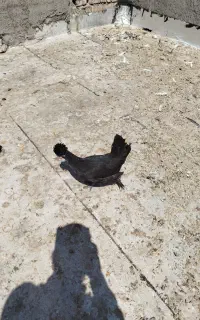 مرغ‌سلطان