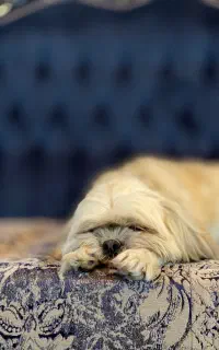 سگ گمشده