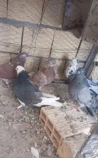 کبوتر پرشی به ضمامت