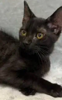 واگذار بچه گربه دی اس اچ