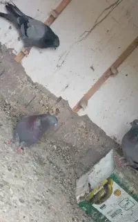 شیش تا سبز