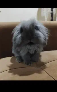 خرگوش