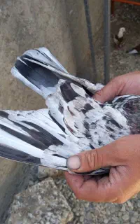 سرور نر خوش خال پرشی