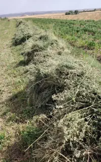 بیده  دستی تمیز