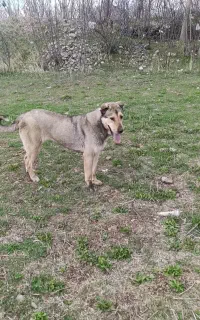 سگ ماده عراقی