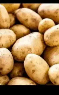 سرکارگرهستم جمع کردن سیب زمینی وغیره