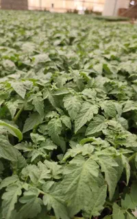 فروش انواع نشا