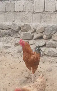 خروس‌