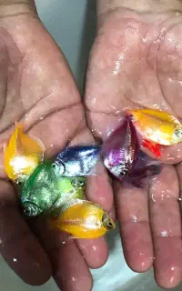حراج ماهی زینتی کالر فایتر انواع تترا زبرا  و..