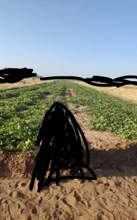هندوانه بذر خیار چنبر شمش