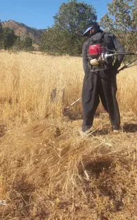 دروگر گندم با دستگاه  دوشی