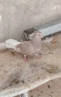 سلام،کبوتر