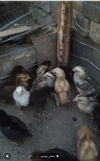 جوجه لاری ودورگ لاری