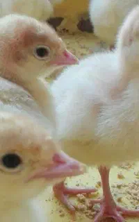 کارگر مرغداری تخمگذار