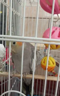 عروس هلندی