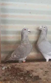 پرنده
