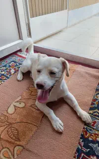 سگ نربسیار بسیار تیز وزرنگ و6ماهشه