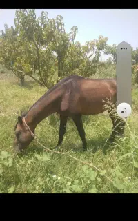 اسب جوان