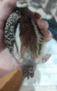 اردک و جوجه