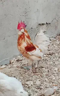 خروس گلین پا بلند ریشی