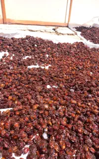 الو ریز ودرشت