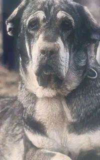 سگ پژدر 2ساله نسل آبی شیخ