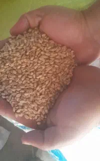 گندم برای کاشت