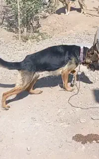 سگ نگهبان ژرمن ورک ماده
