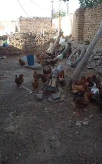 مرغ خانگی