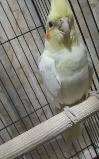 عروس هلندی