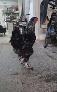 خروس امپراتور  ۱۰ماهه