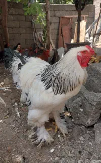 خروس برهما ۱ ساله درشت‌هیکل و اصیل
