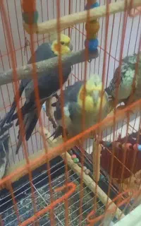 ۴‌عدد‌عروس‌هلندی‌سخنگو‌‌بچه‌نر‌وماده