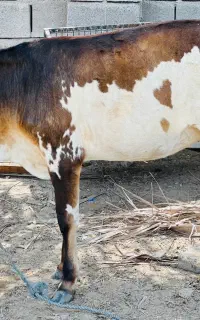 گاو داشتی و گوشتی