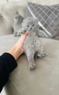 پیشی