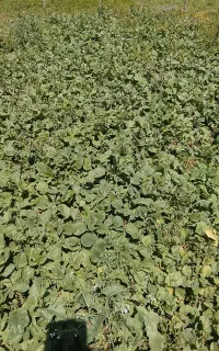 برگ تربچه قرمز