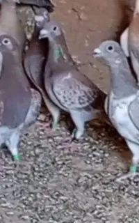 قوره وسطی گم شده کسی گرفته خریدارم